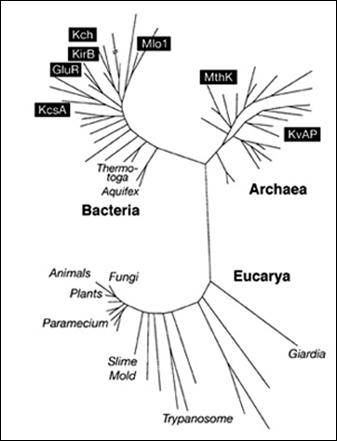 cladogramma_viv_3